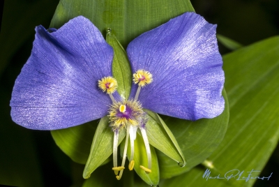 False Dayflower April 2025